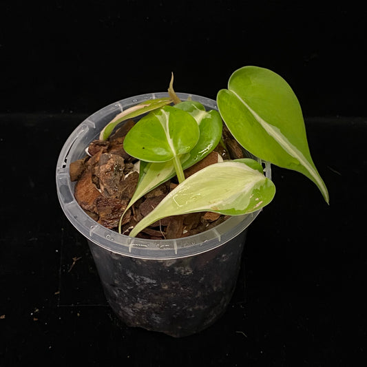 Philodendron Cream Splash D