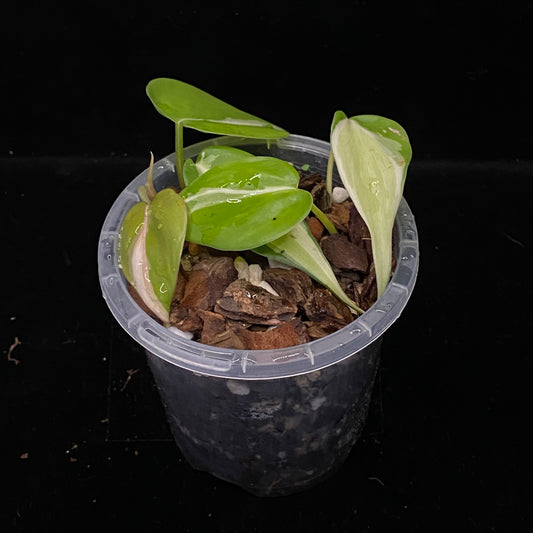 Philodendron Cream Splash D