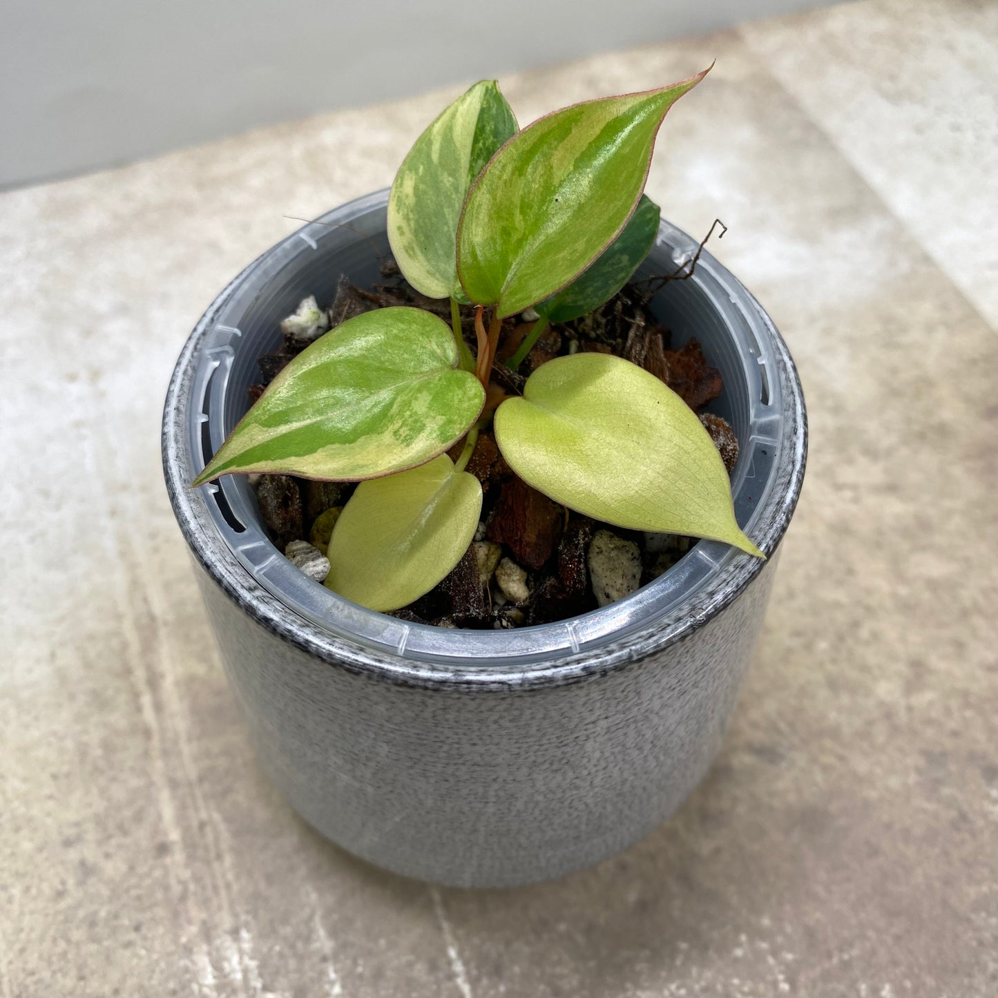 Philodendron Jennifer Variegated