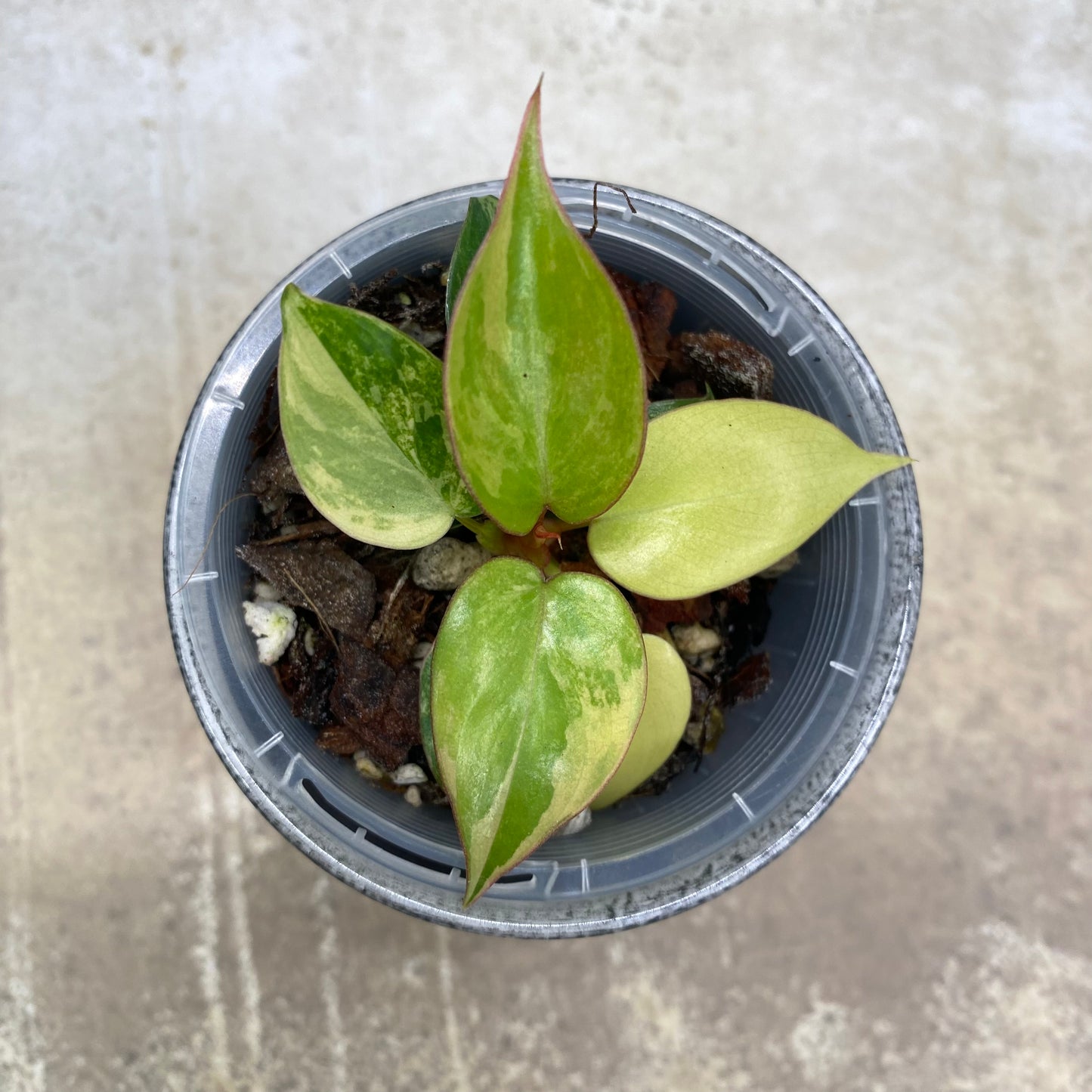 Philodendron Jennifer Variegated