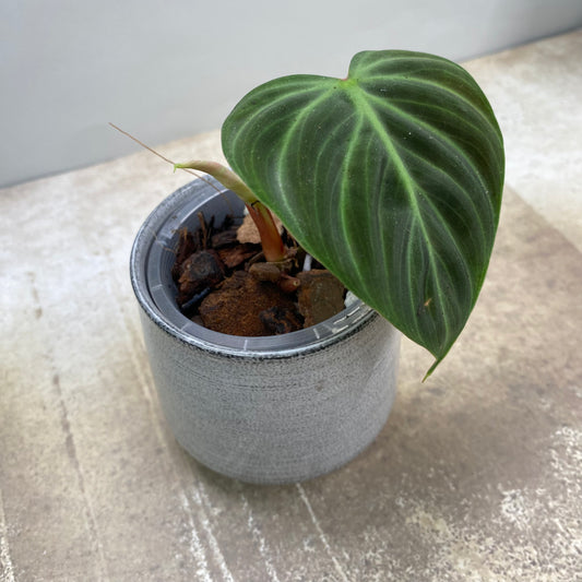 Philodendron El Choco Red