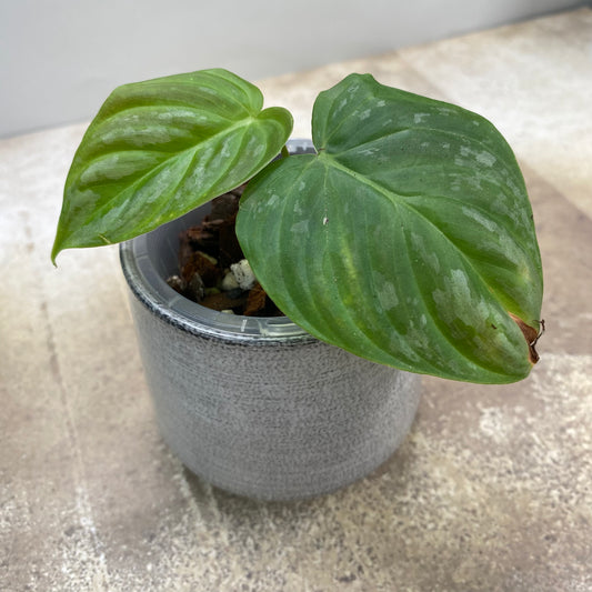 Philodendron Majestic