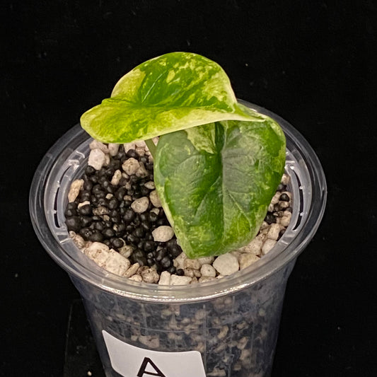 Alocasia Dragon Scale Albo Variegated A