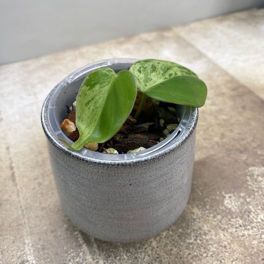 Philodendron Heartleaf Variegated