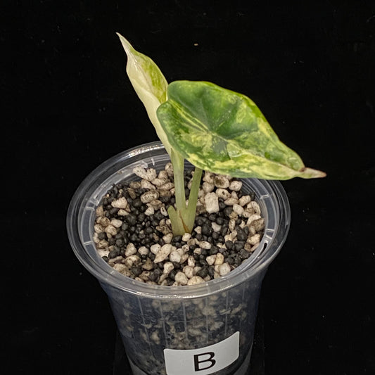 Alocasia Dragon Scale Albo Variegated B