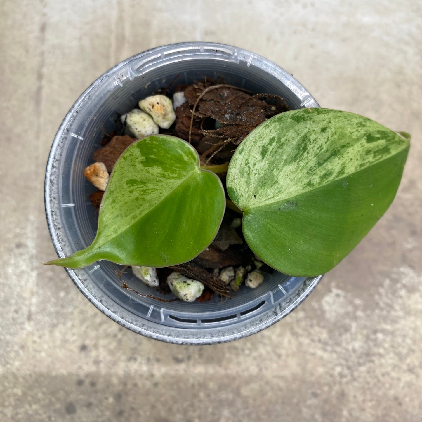 Philodendron Heartleaf Variegated
