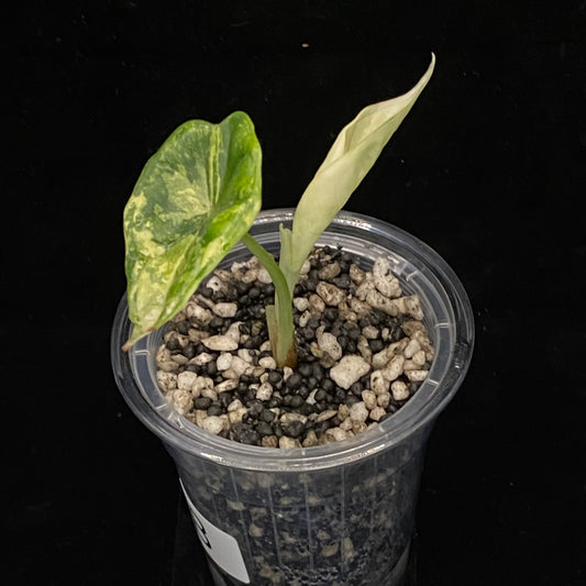 Alocasia Dragon Scale Albo Variegated B
