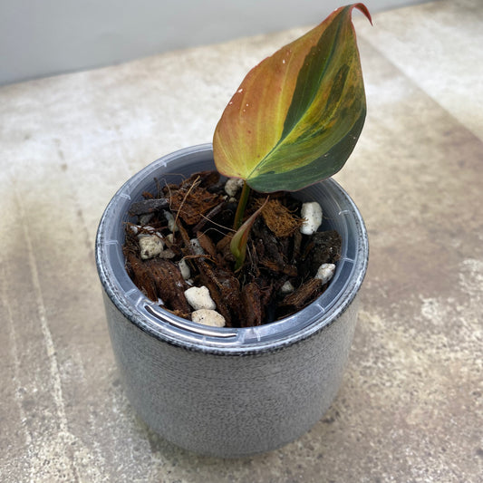Philodendron Micans Variegated
