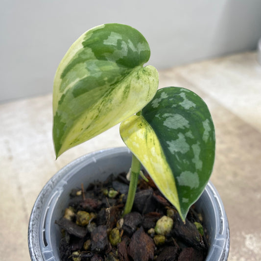 Scindapsus Mayari