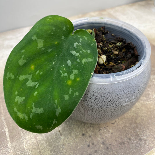 Scindapsus Baticon