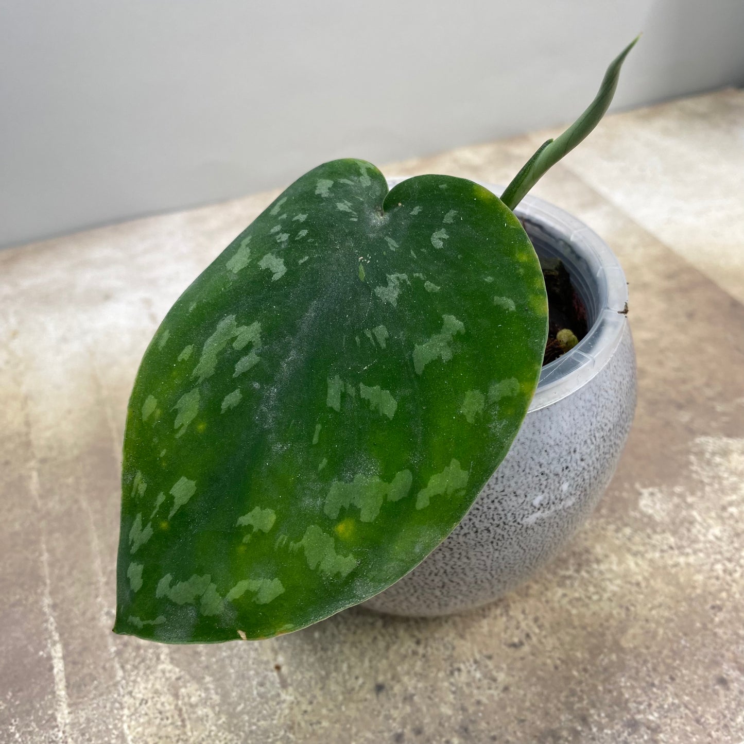 Scindapsus Baticon