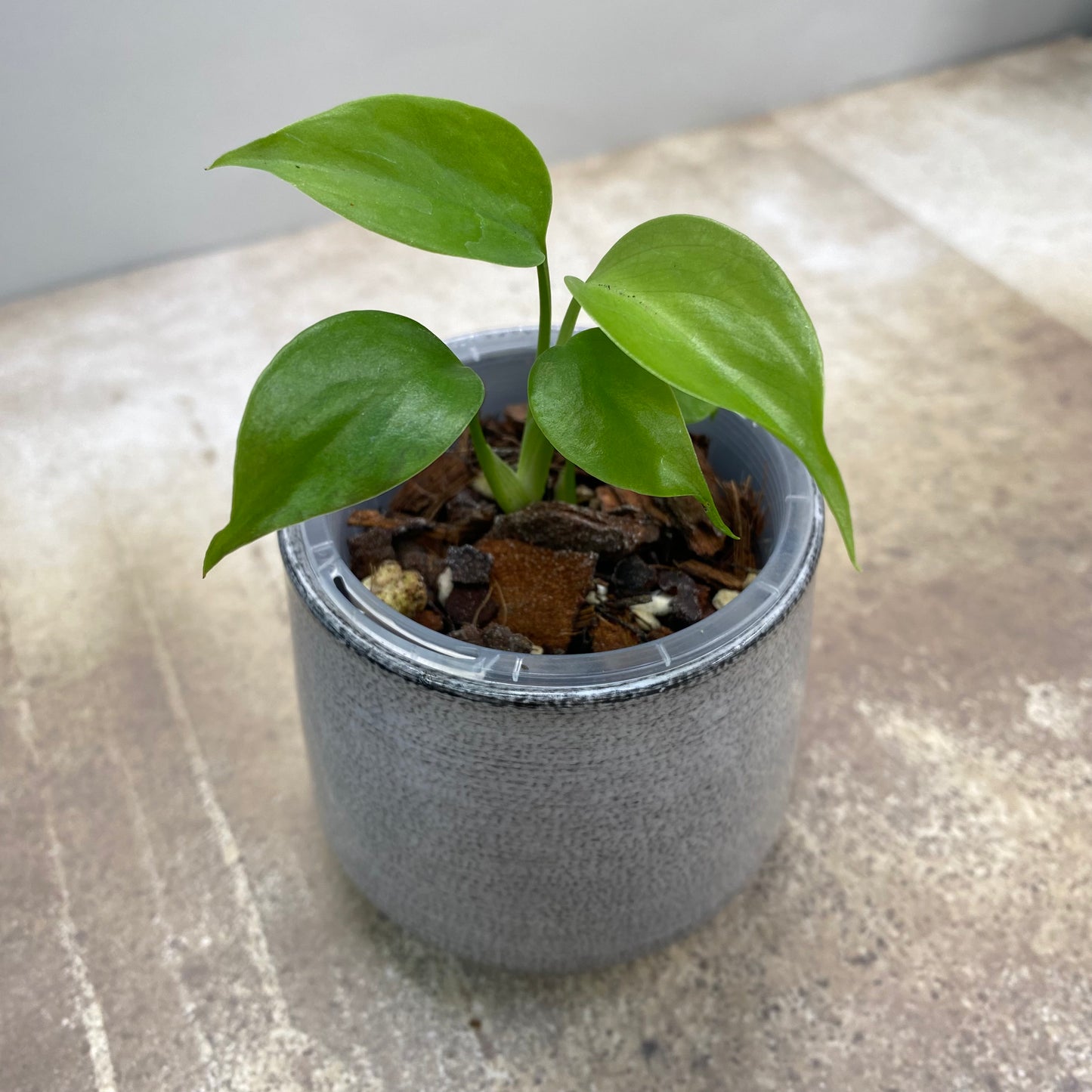 Monstera Deliciosa ‘Sierrana’