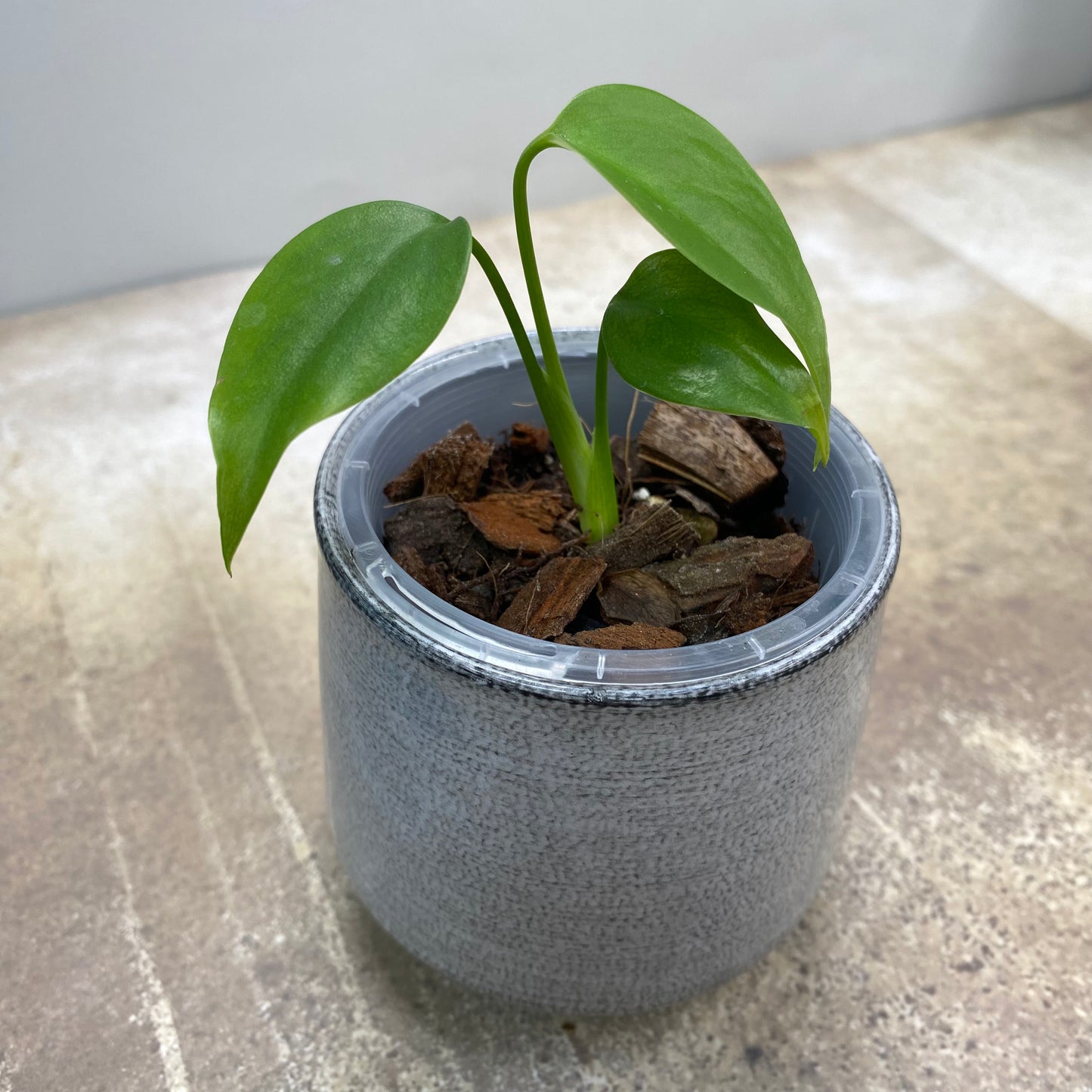 Monstera Deliciosa ‘Sierrana’