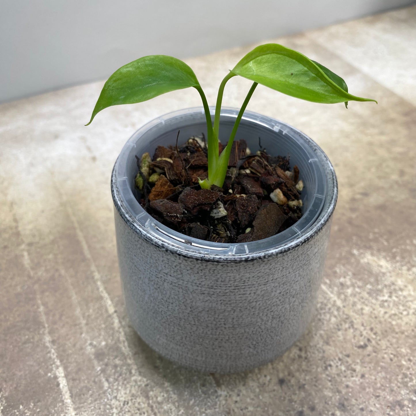 Monstera Deliciosa ‘Sierrana’