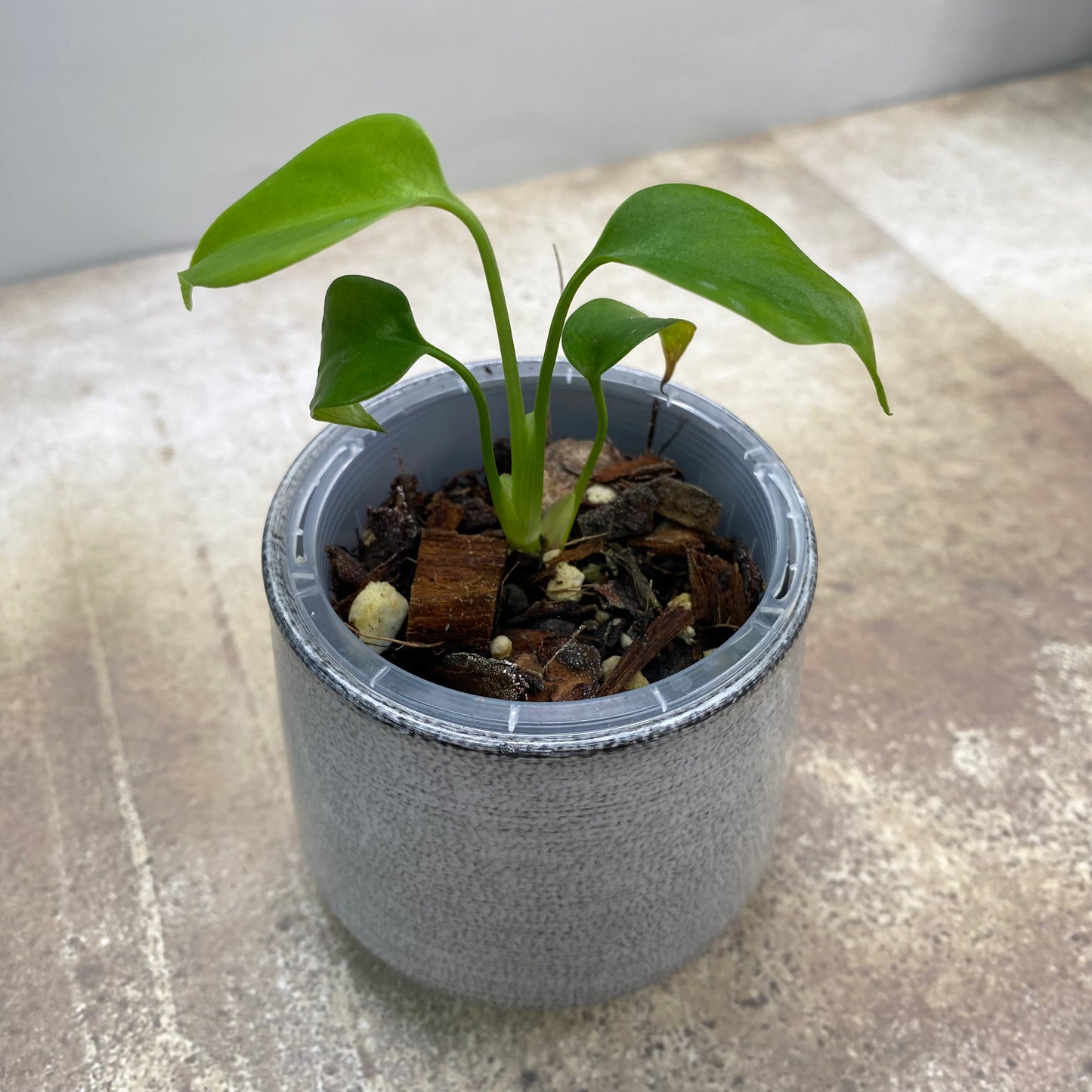 Monstera Deliciosa ‘Sierrana’