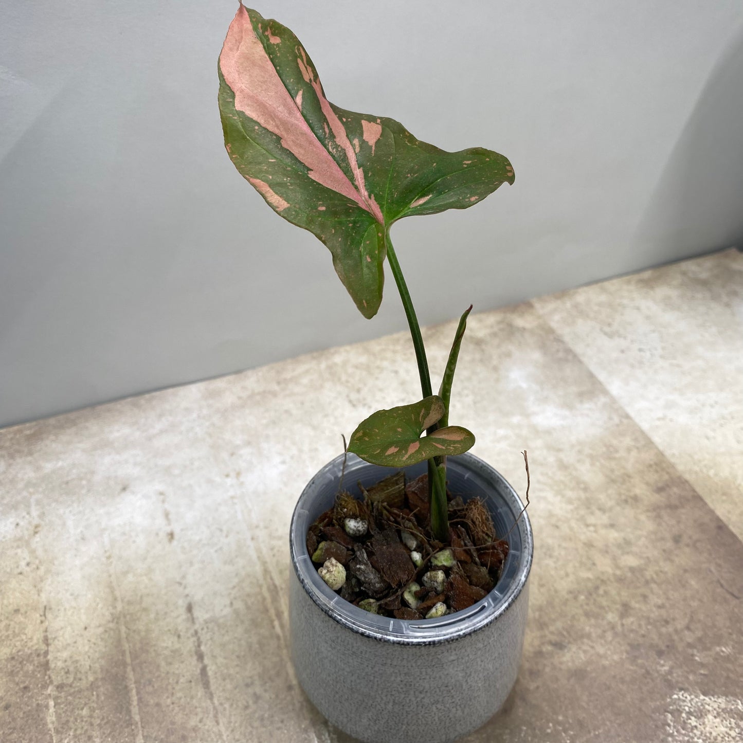 Syngonium Pink Splash