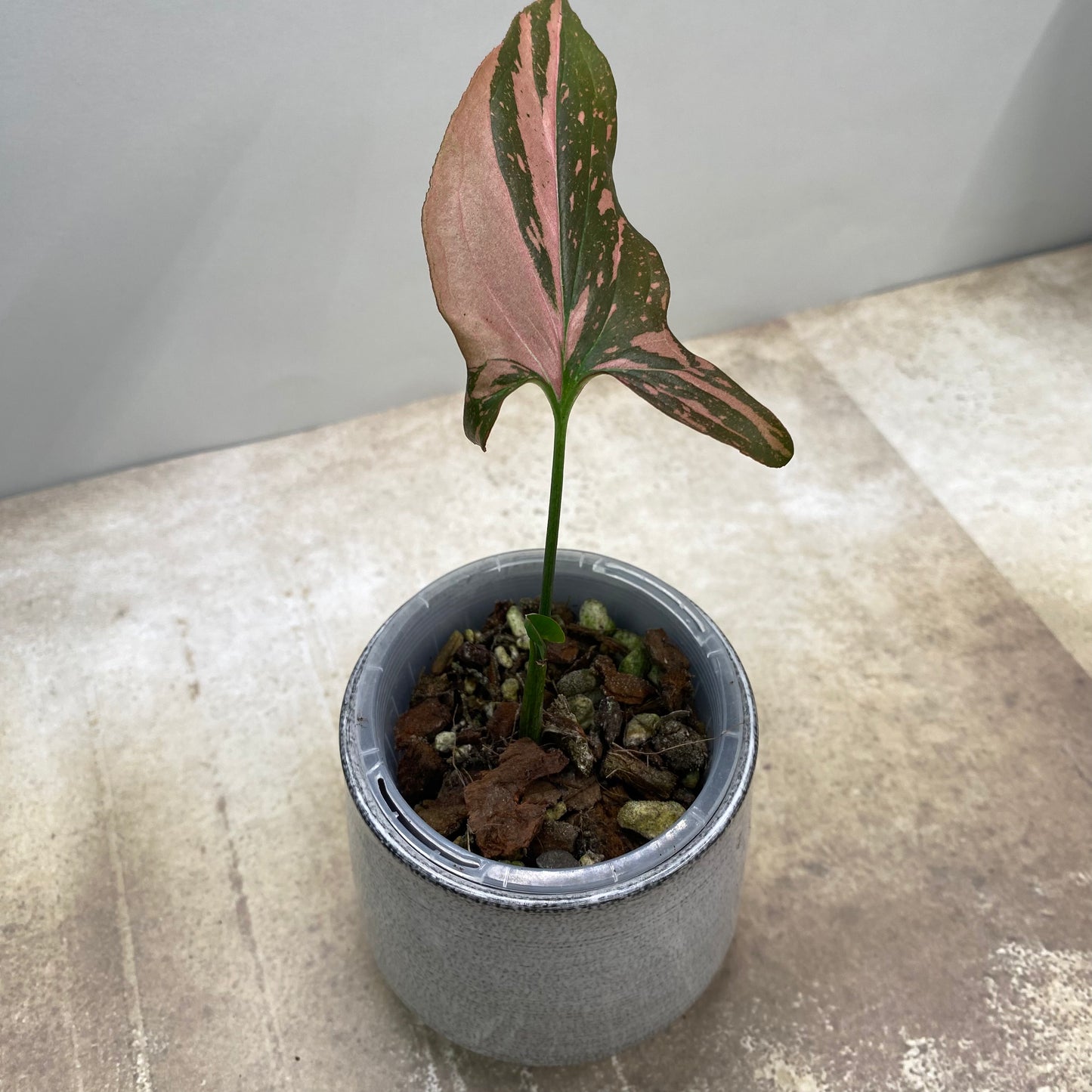 Syngonium Pink Splash
