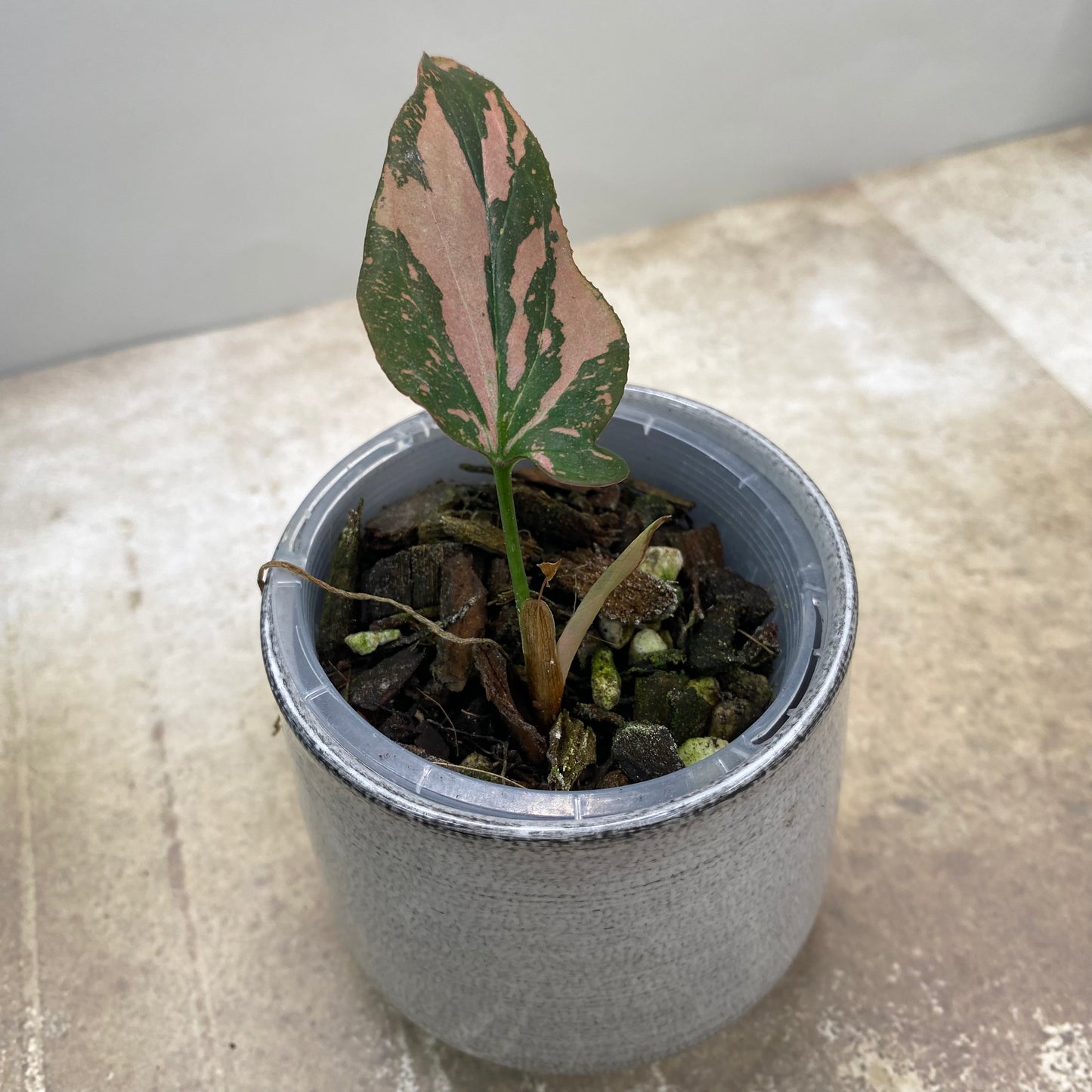 Syngonium Pink Splash