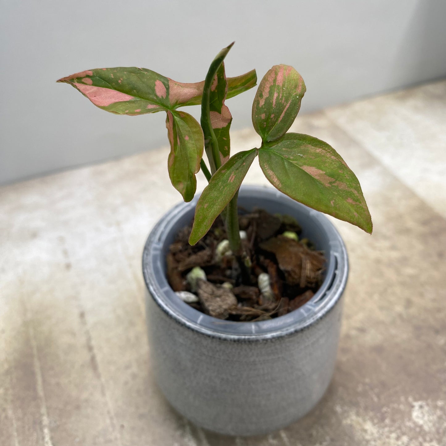 Syngonium Pink Splash