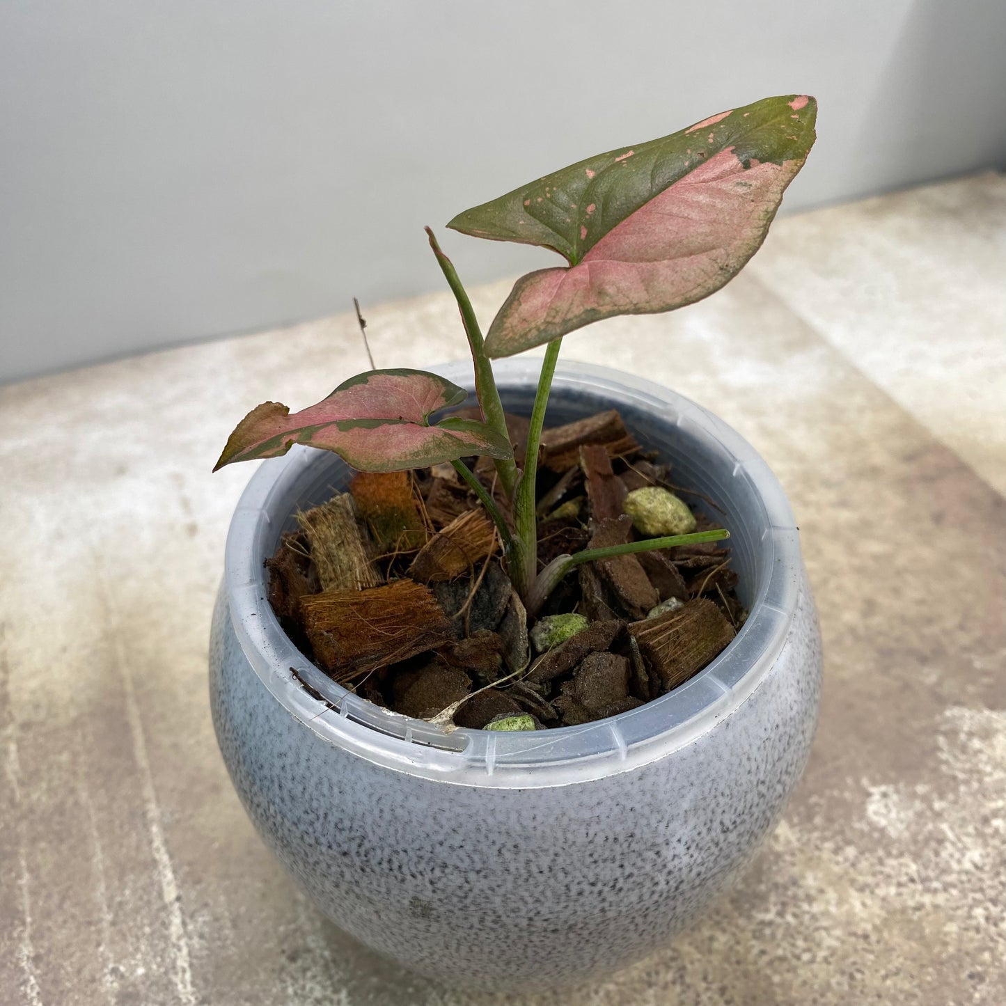 Syngonium Pink Splash