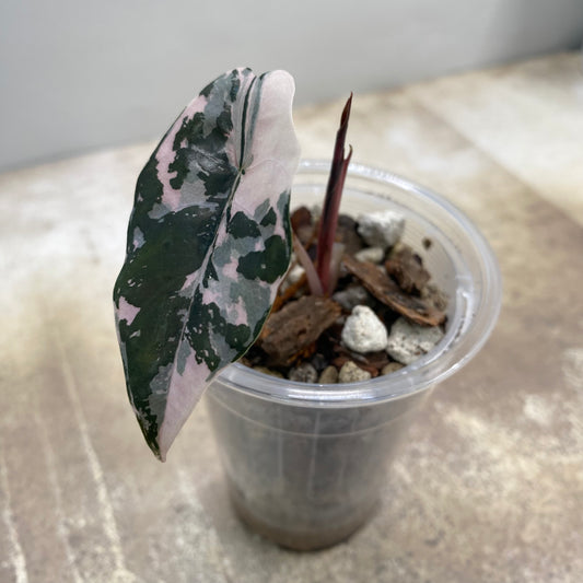 Alocasia Chantrieri Pink Variegated "Naomi"