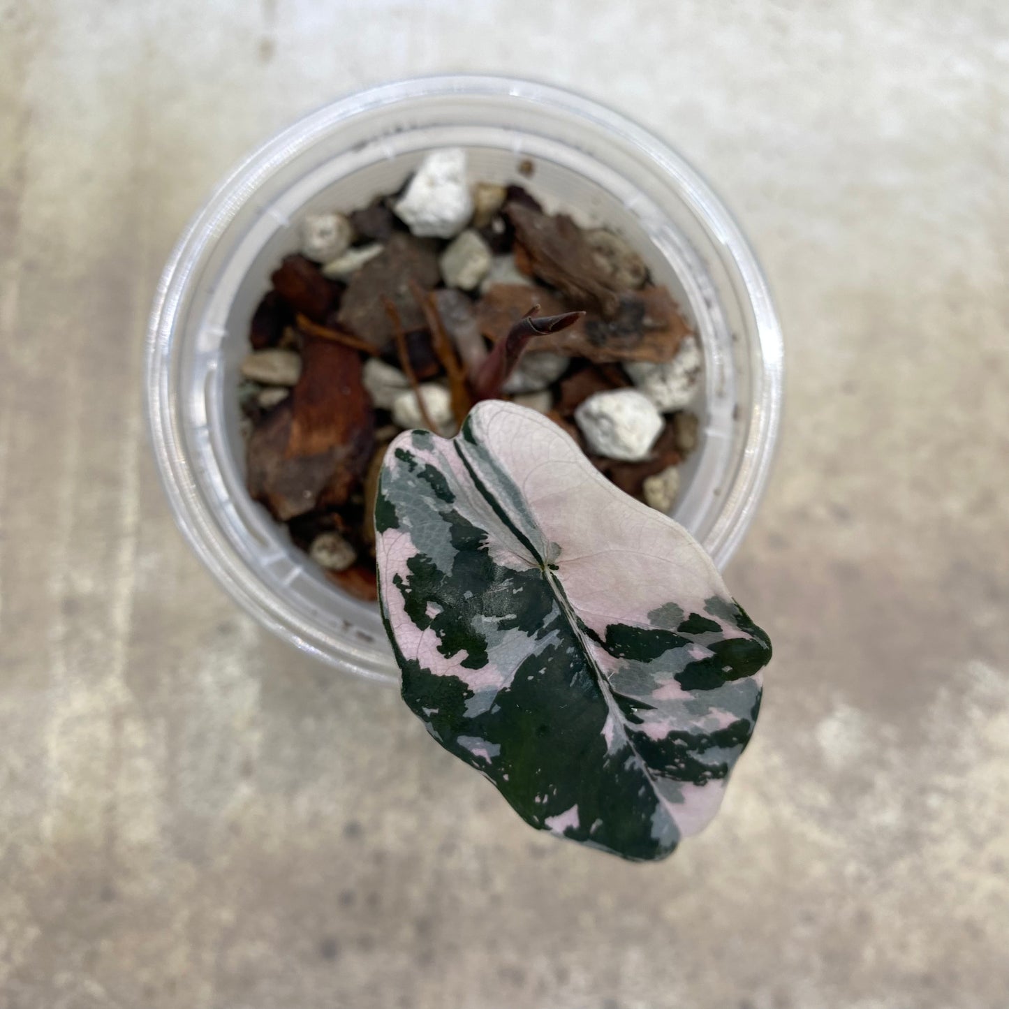 Alocasia Chantrieri Pink Variegated "Naomi"