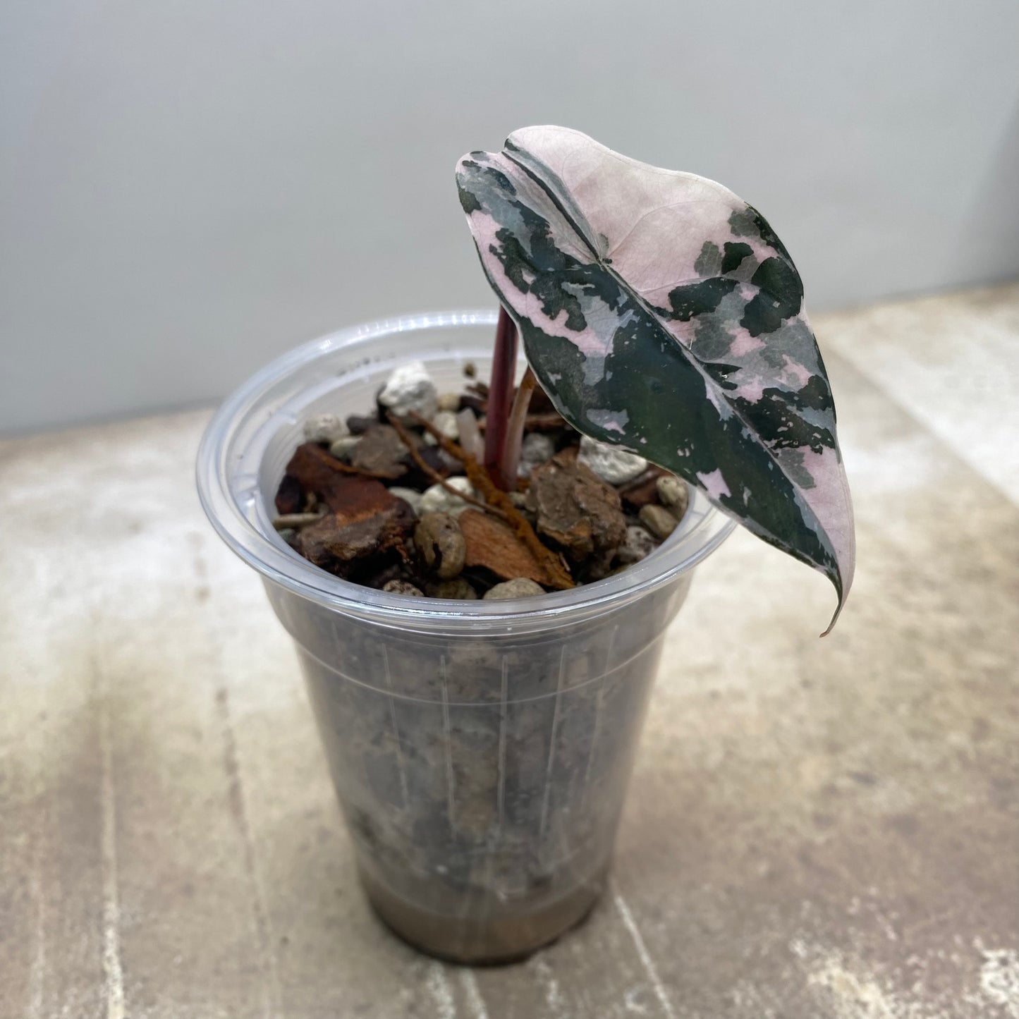 Alocasia Chantrieri Pink Variegated "Naomi"