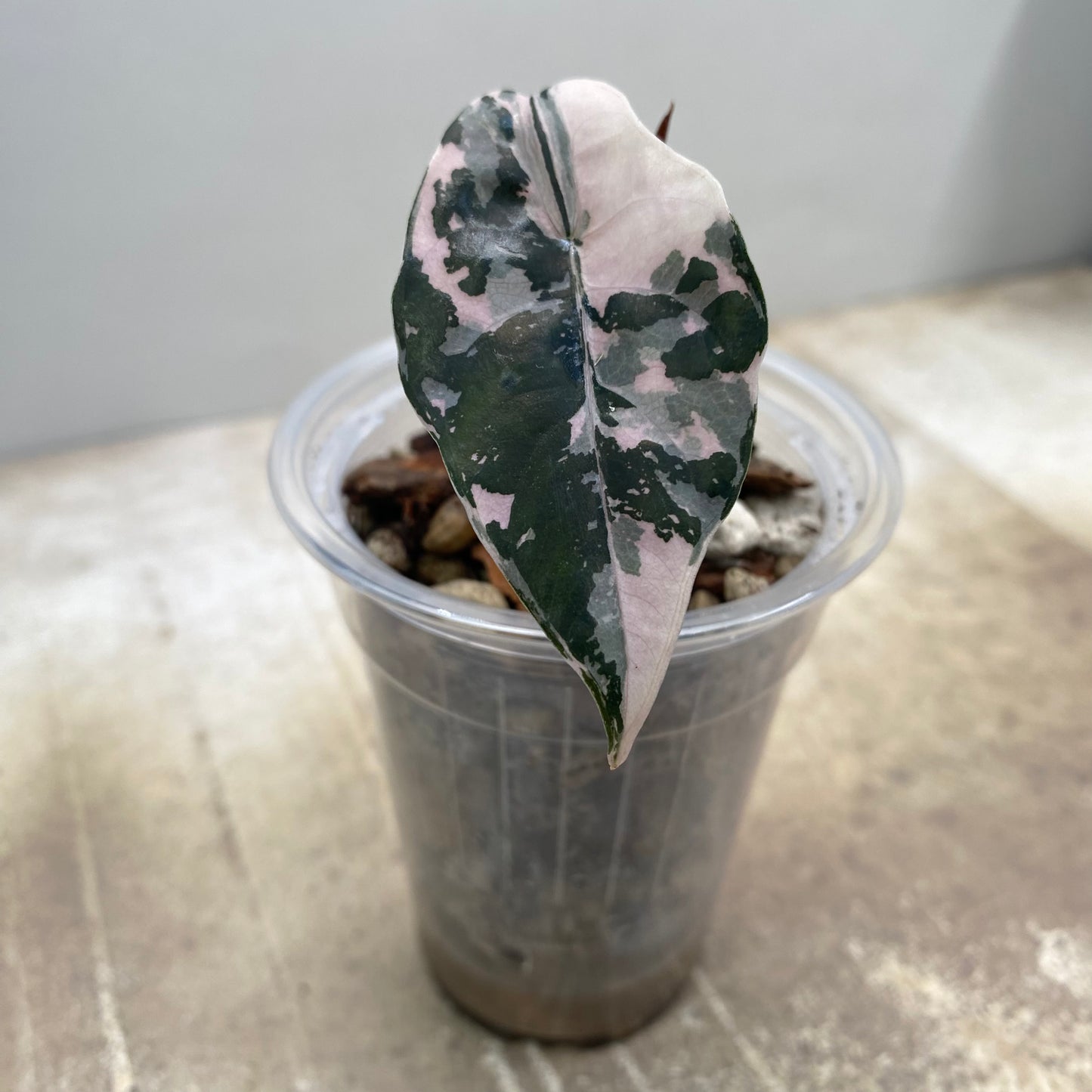 Alocasia Chantrieri Pink Variegated "Naomi"