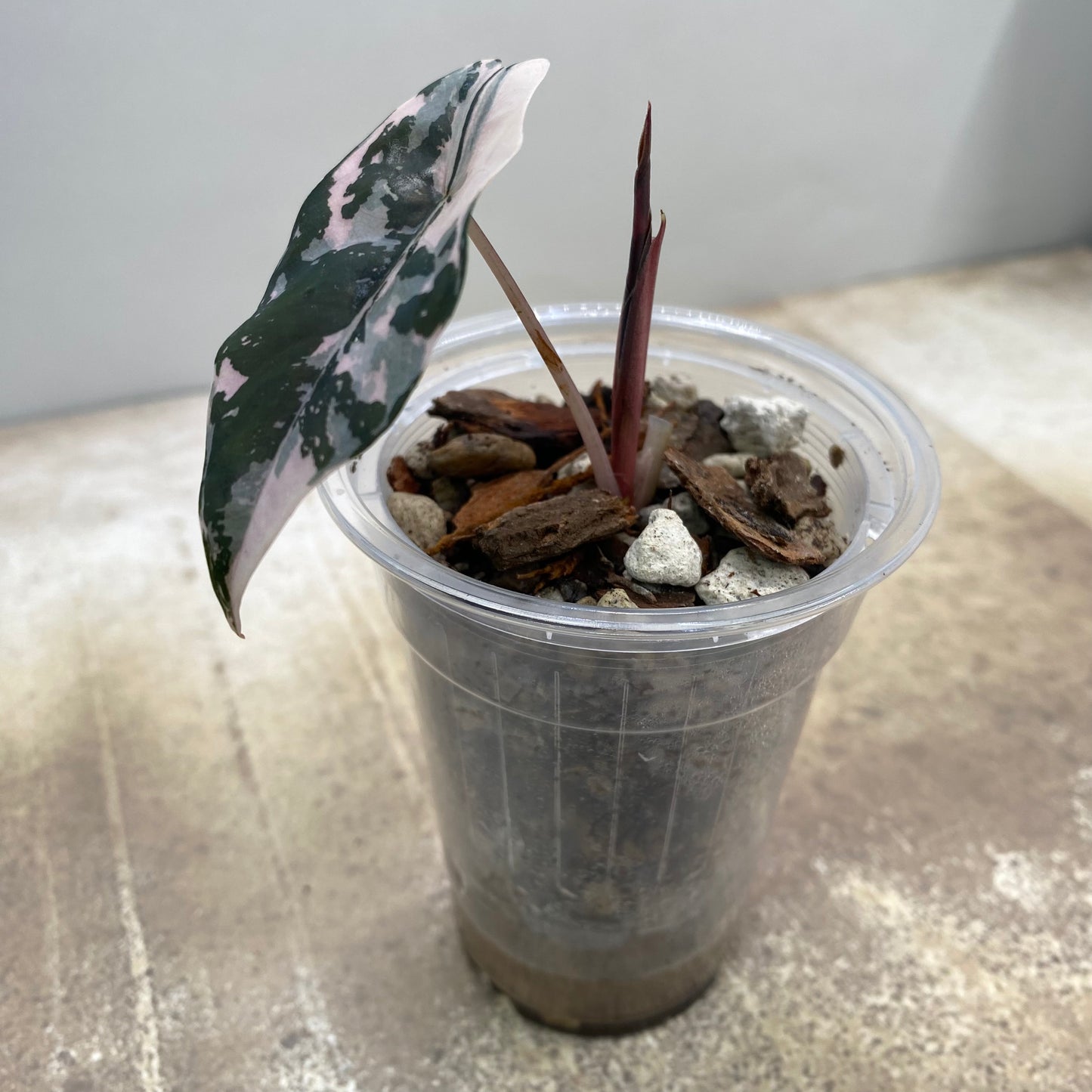 Alocasia Chantrieri Pink Variegated "Naomi"