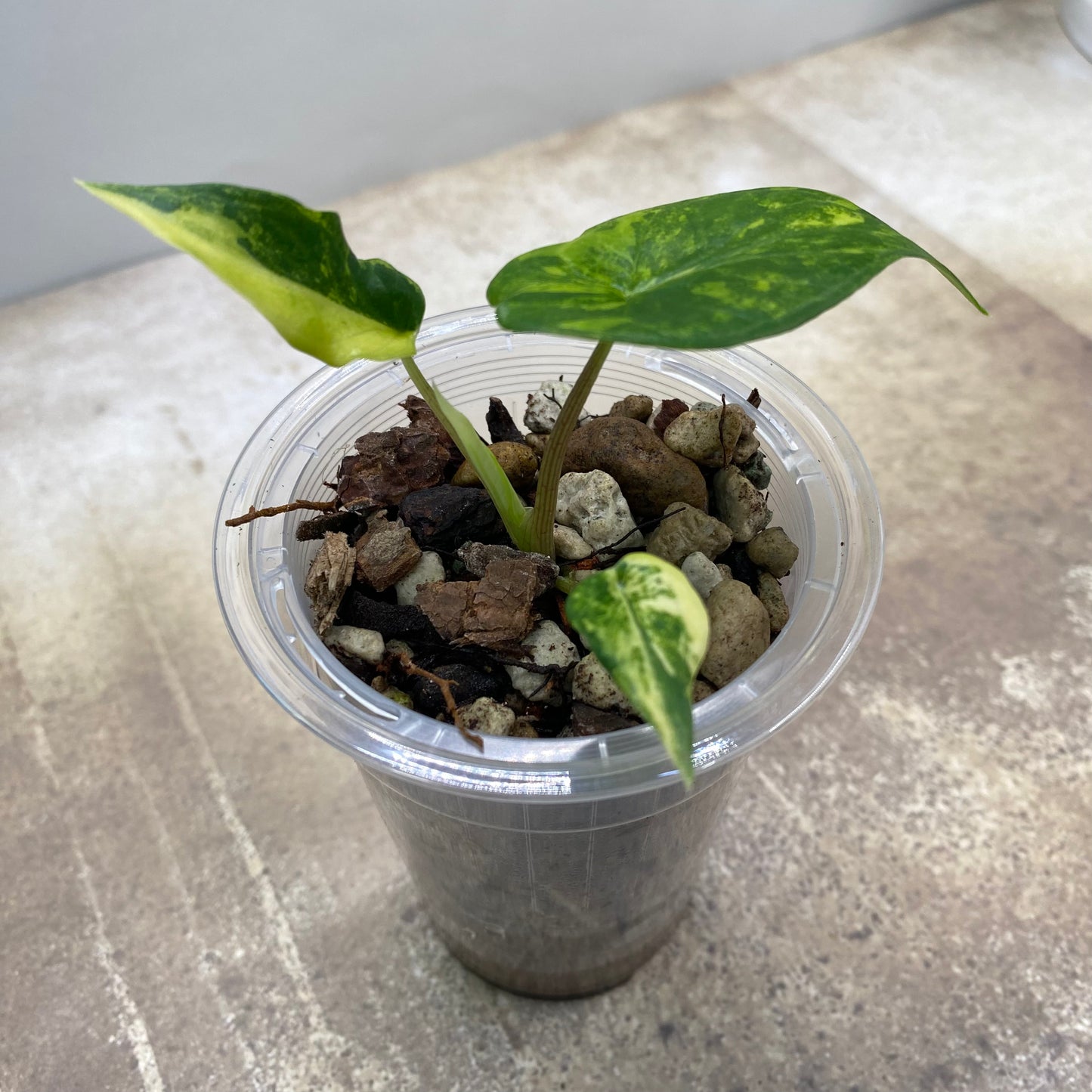 Alocasia Scalprum Aurea Variegated