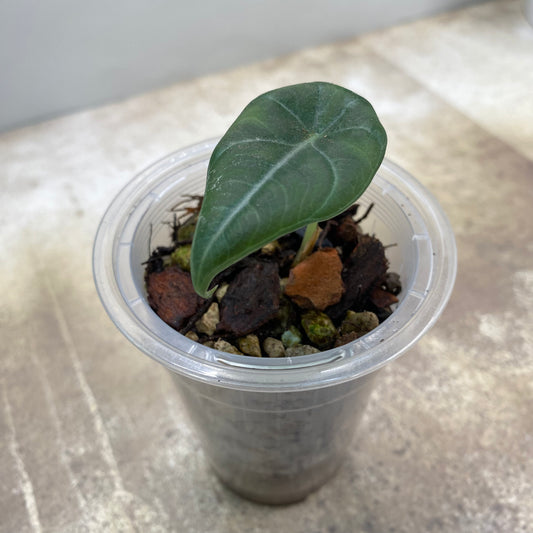 Alocasia Maharani