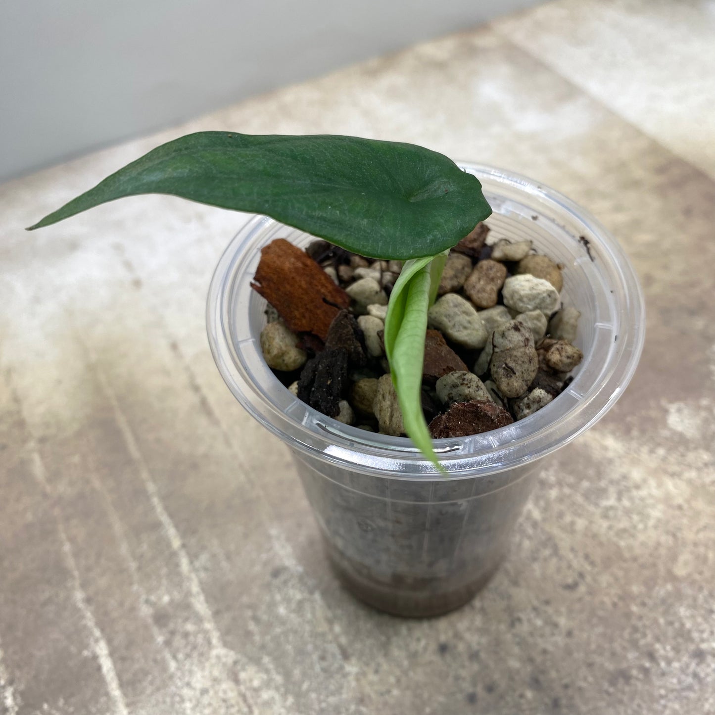 Alocasia Dragon’s Breathe