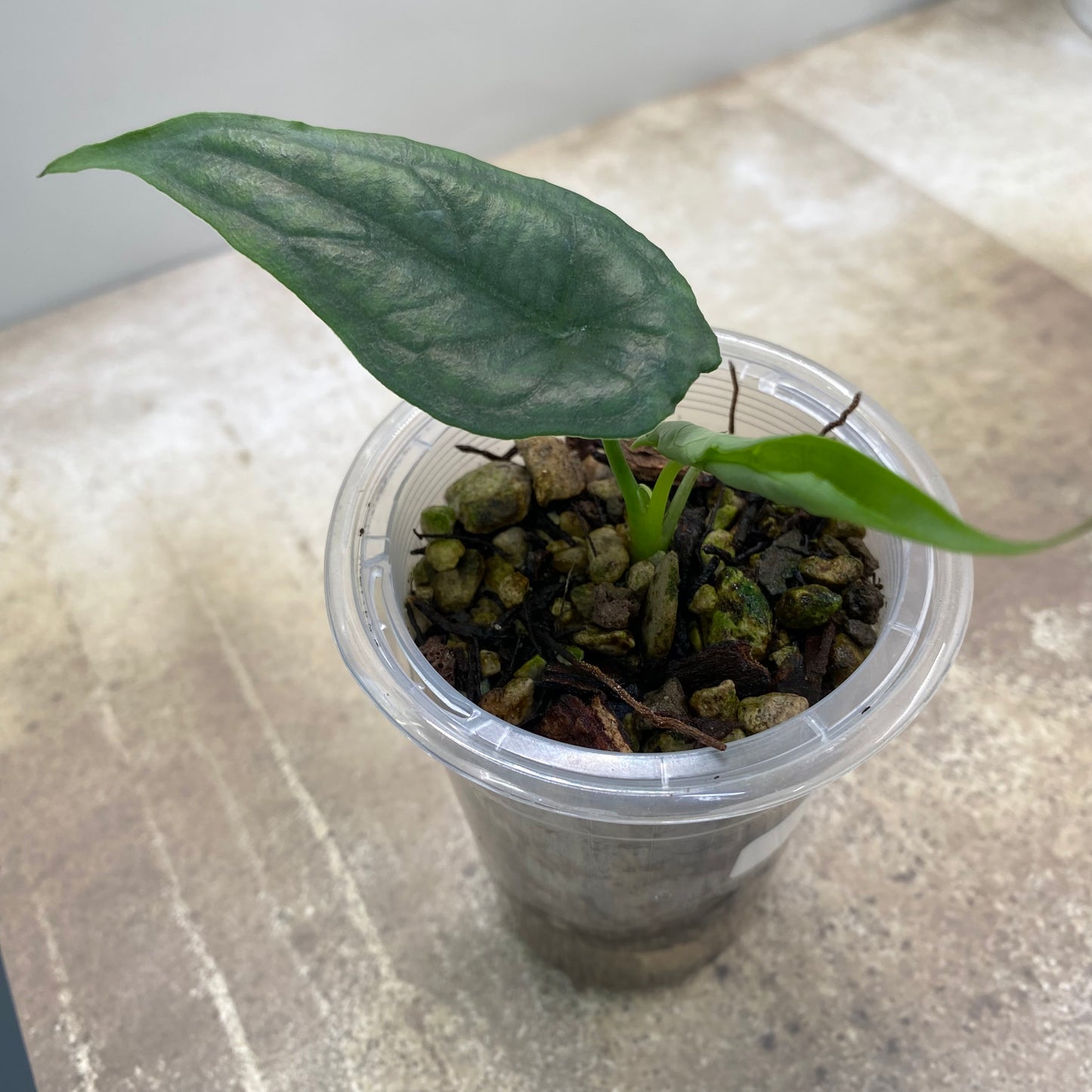 Alocasia Dragon’s Breathe