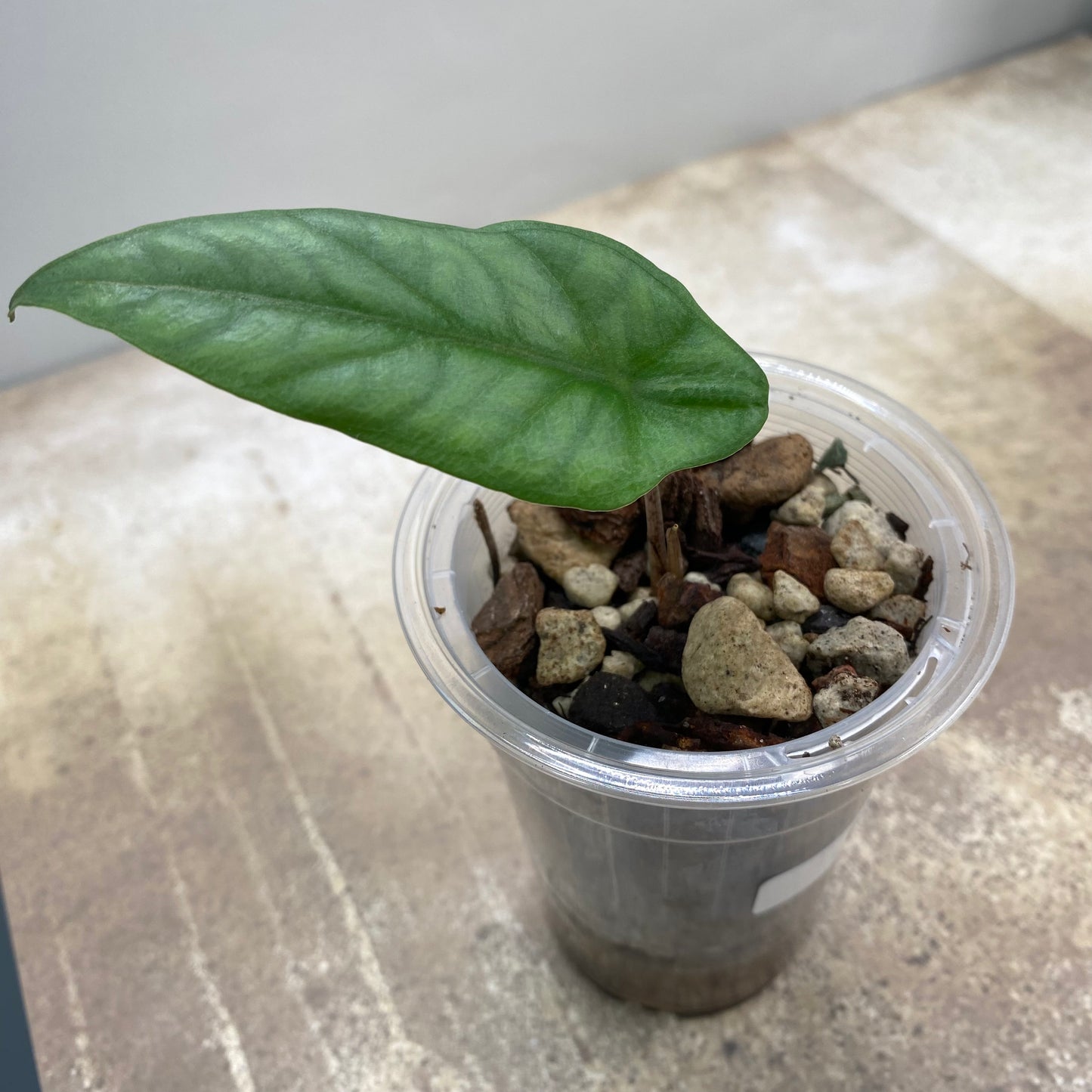 Alocasia Dragon’s Breathe