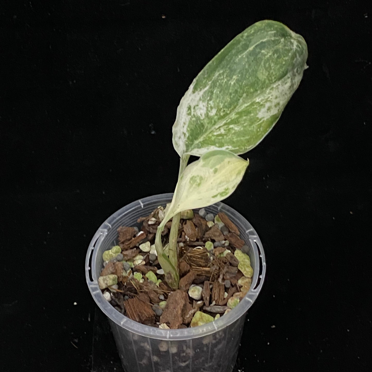 Scindapsus Silver Cloud Variegated