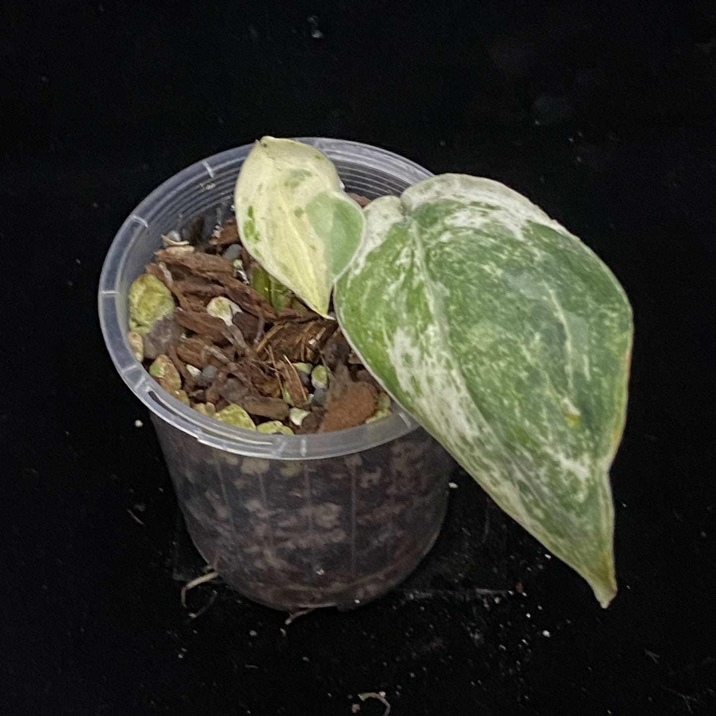 Scindapsus Silver Cloud Variegated