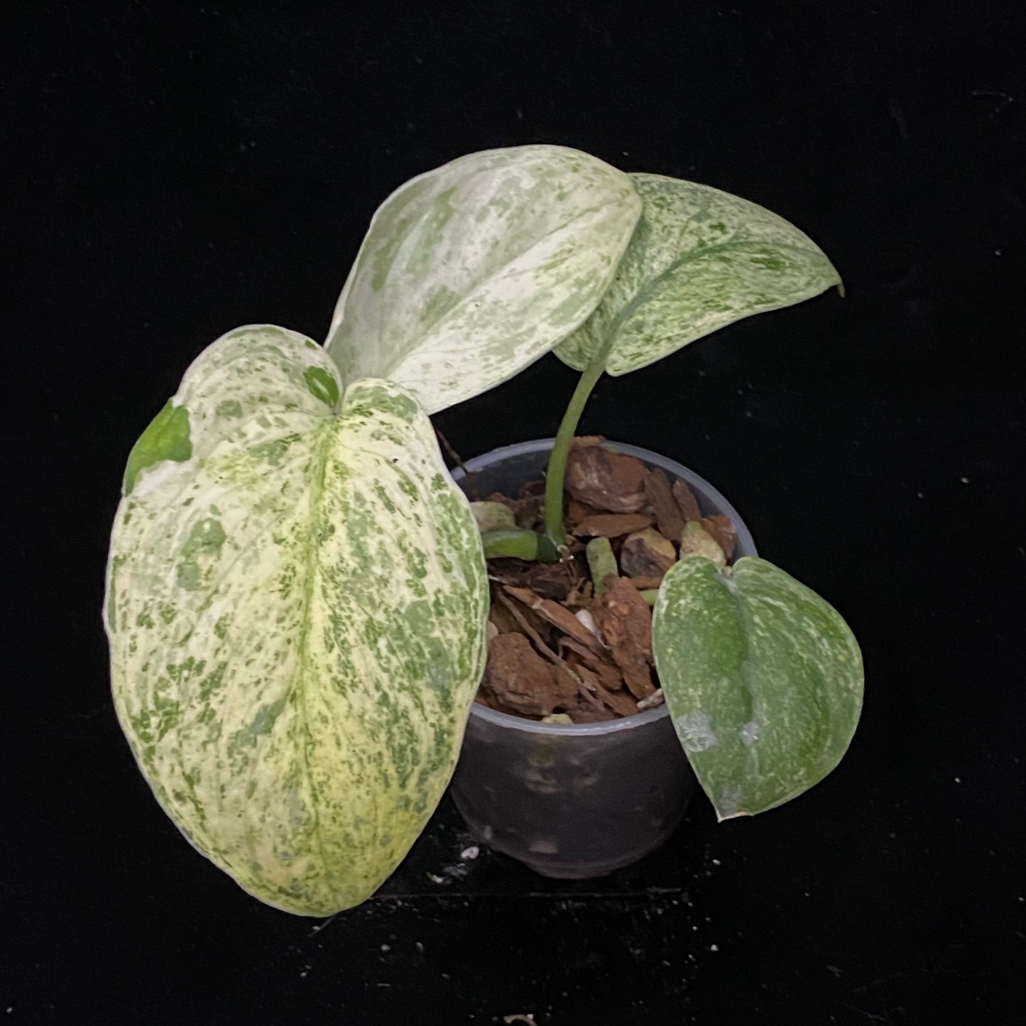 Scindapsus Crème Brûlée