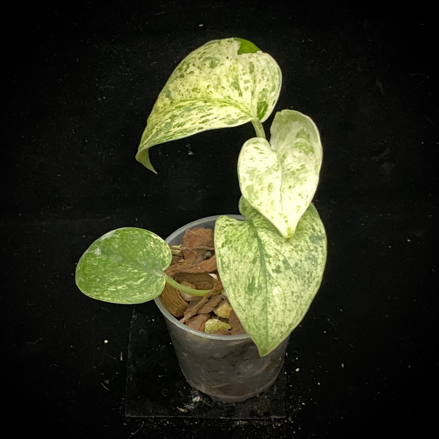 Scindapsus Crème Brûlée