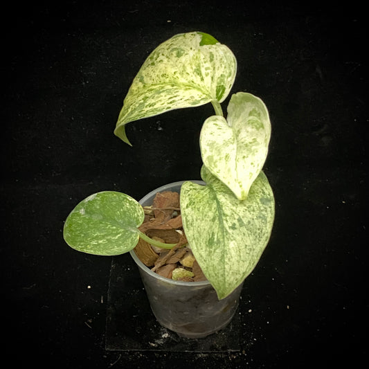 Scindapsus Crème Brûlée