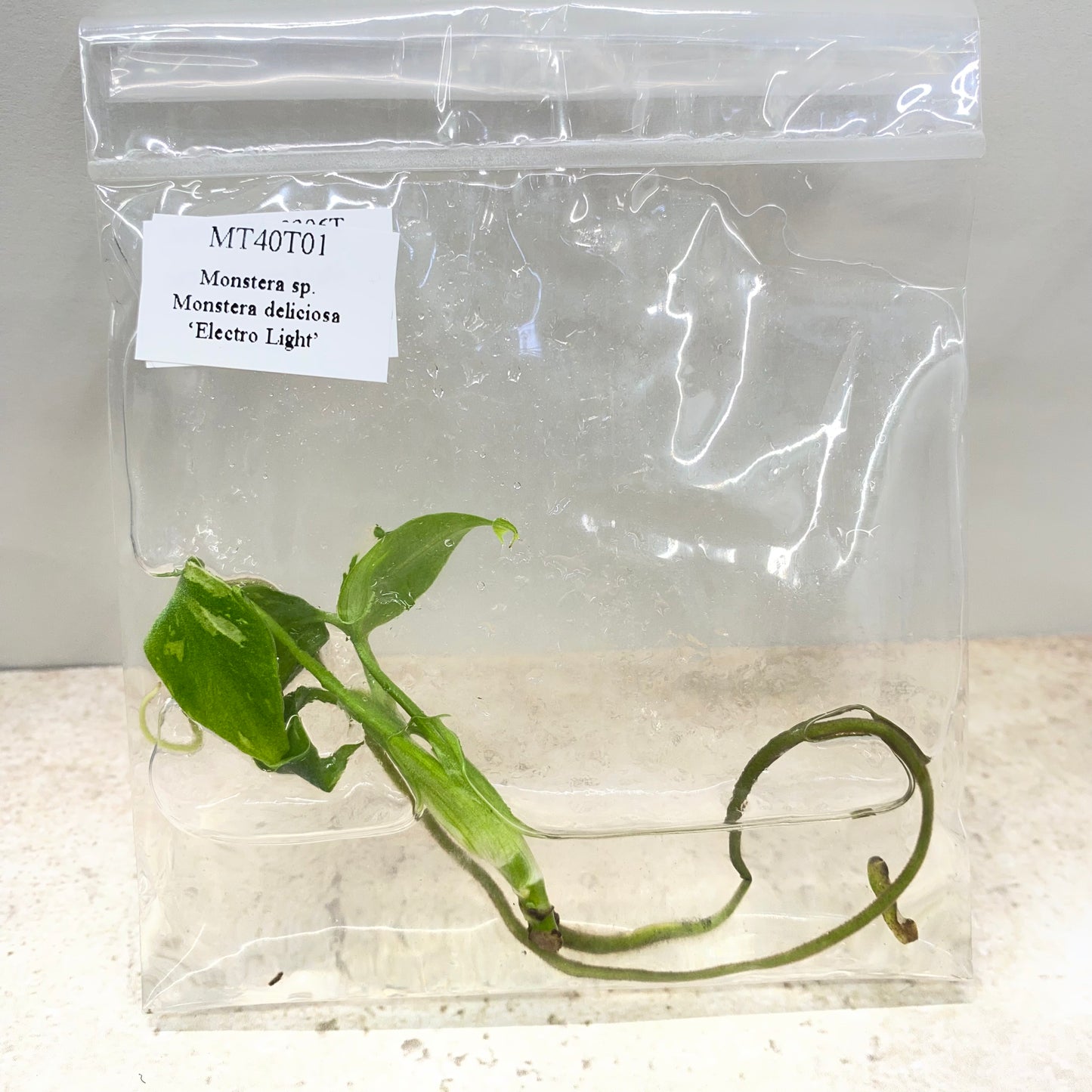 Monstera Deliciosa Electrolyte - Tissue Culture - Available Now