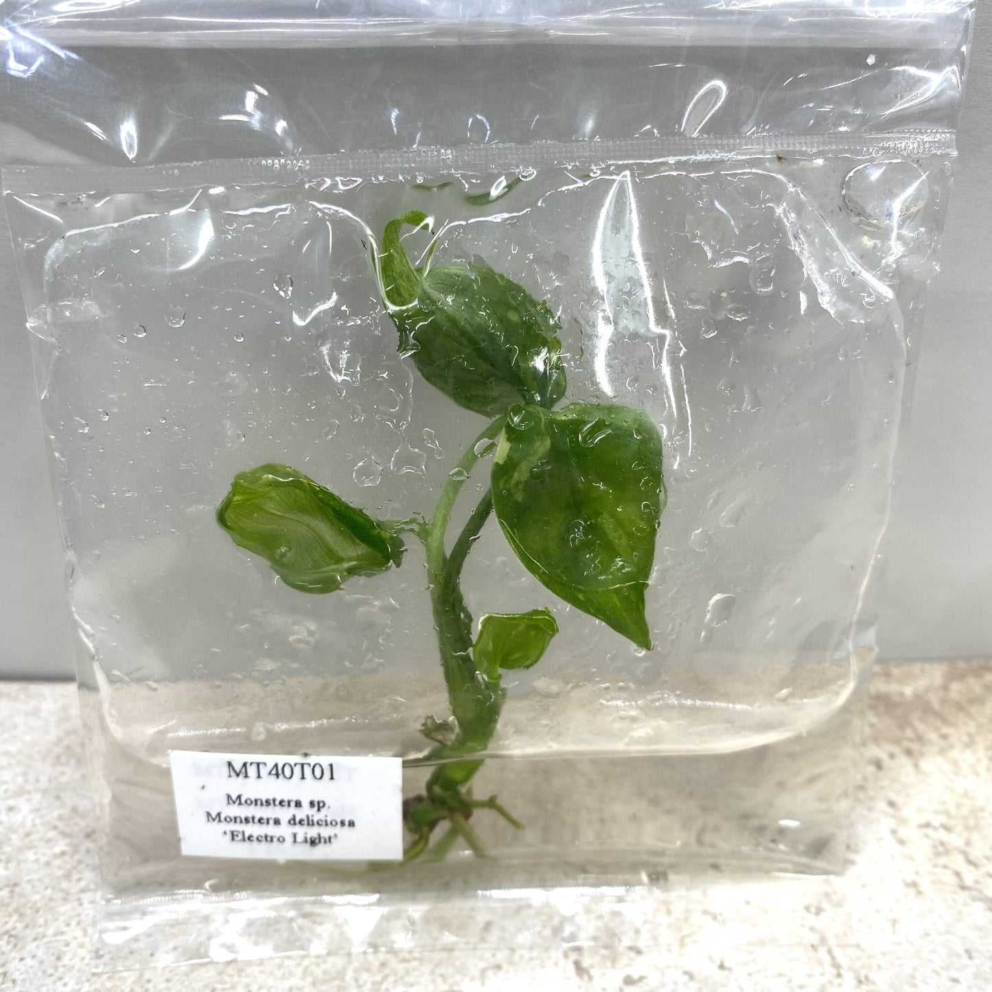 Monstera Deliciosa Electrolyte - Tissue Culture - Available Now
