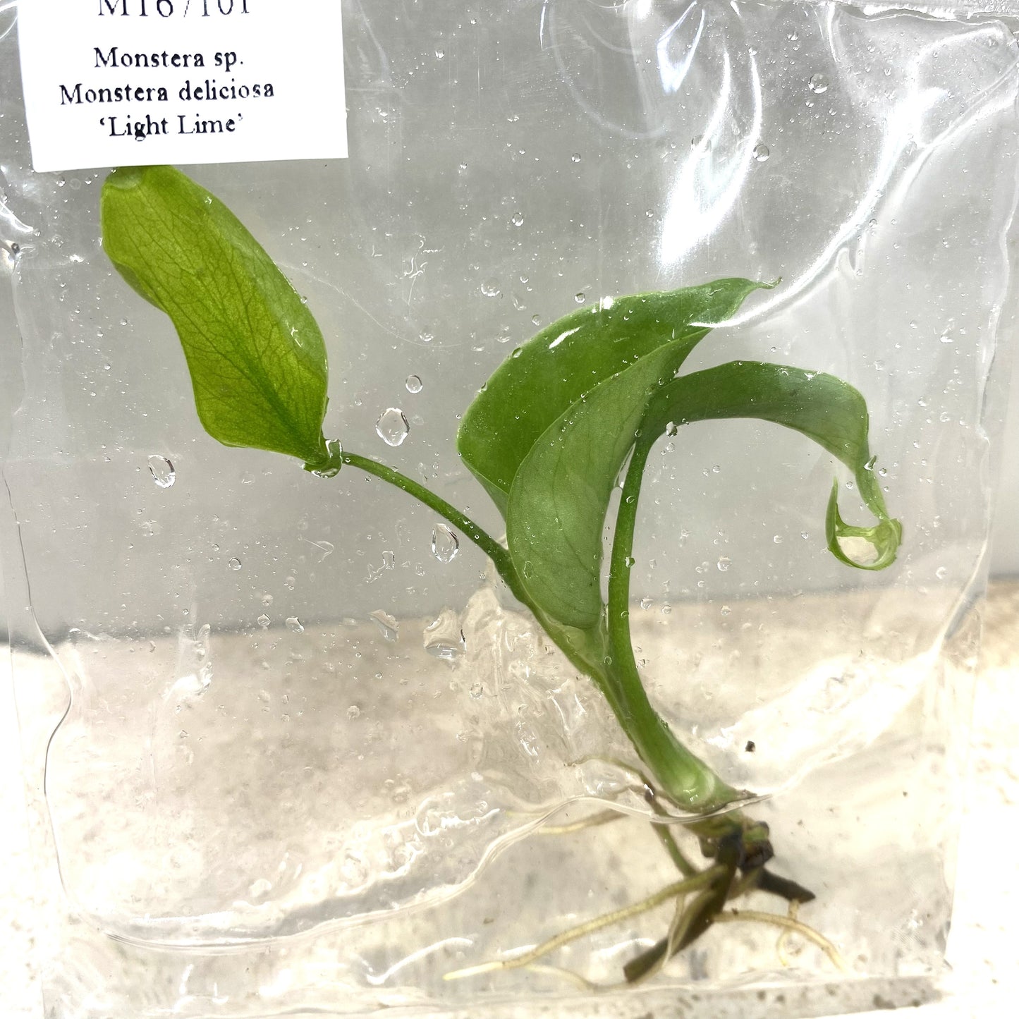 Monstera Deliciosa Light Lime - Tissue Culture - Available Now - NZ First Release