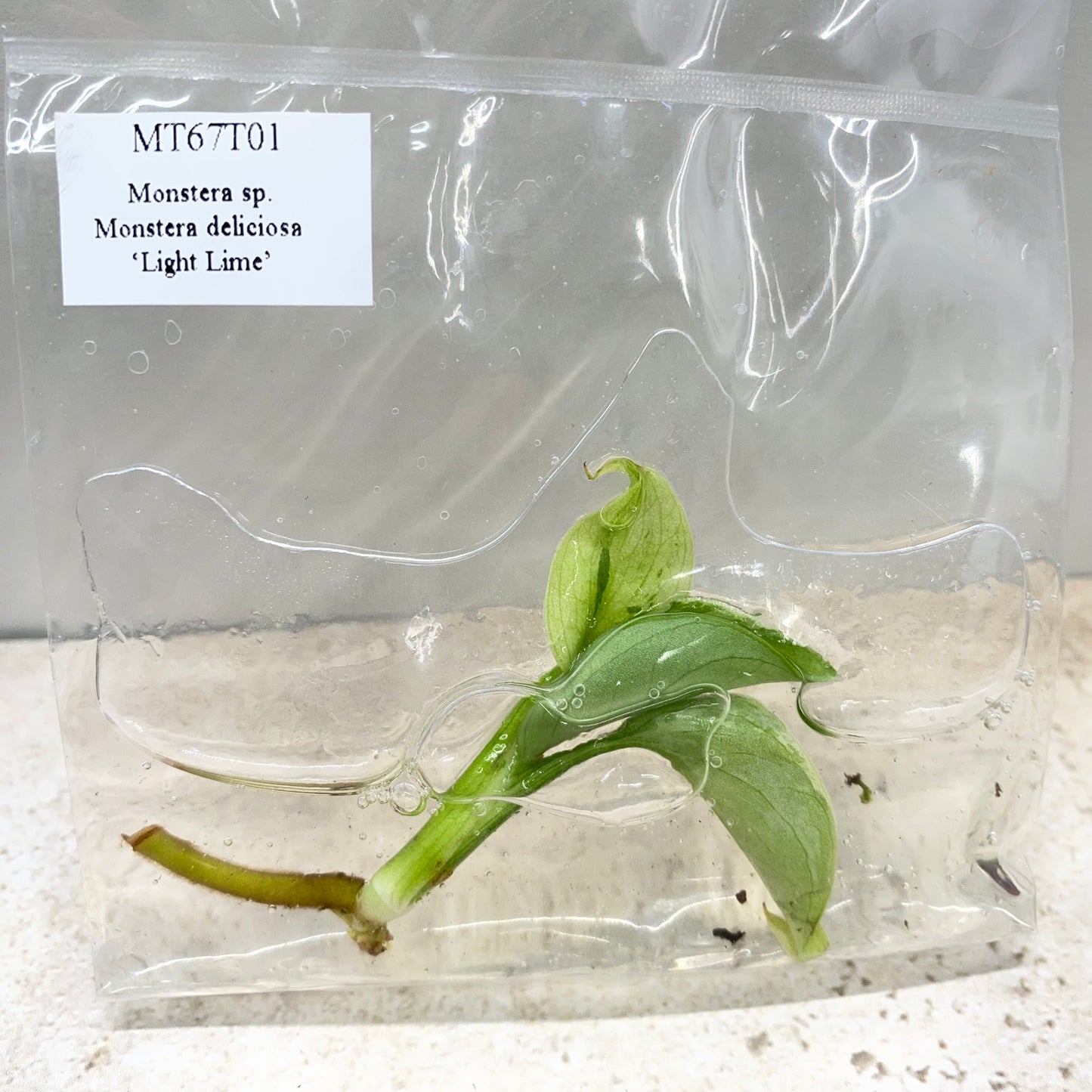 Monstera Deliciosa Light Lime - Tissue Culture - Available Now - NZ First Release