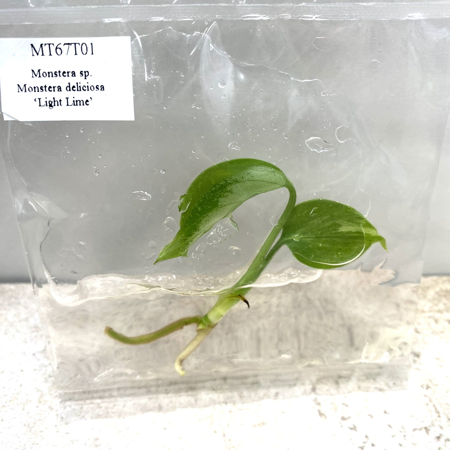 Monstera Deliciosa Light Lime - Tissue Culture - Available Now - NZ First Release