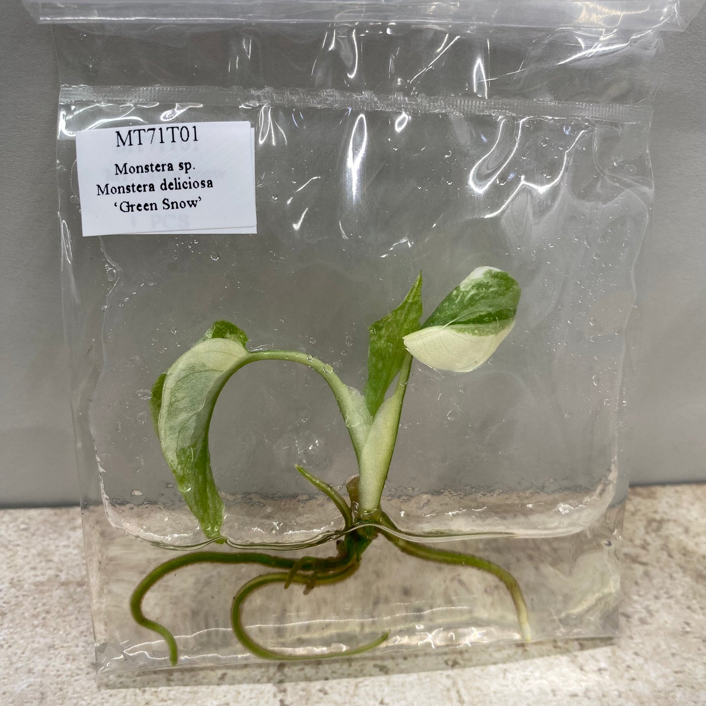 Monstera Green Snow - Tissue Culture - Available Now