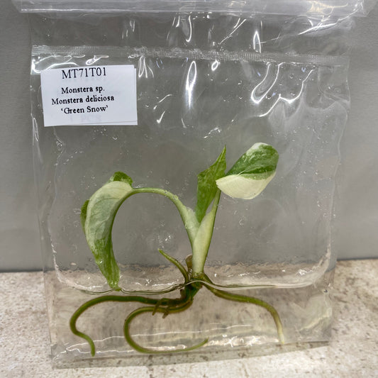 Monstera Green Snow - Tissue Culture - Available Now