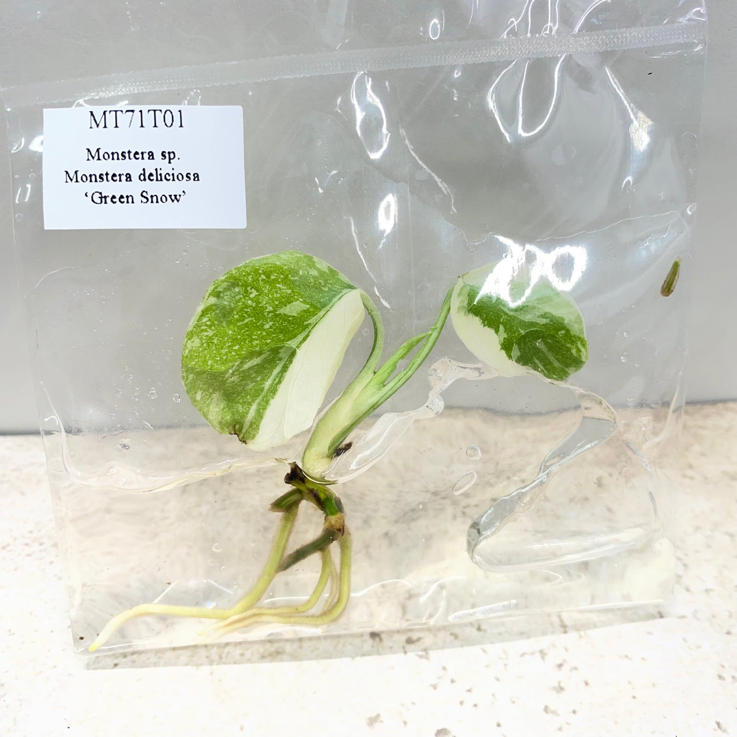 Monstera Green Snow - Tissue Culture - Available Now