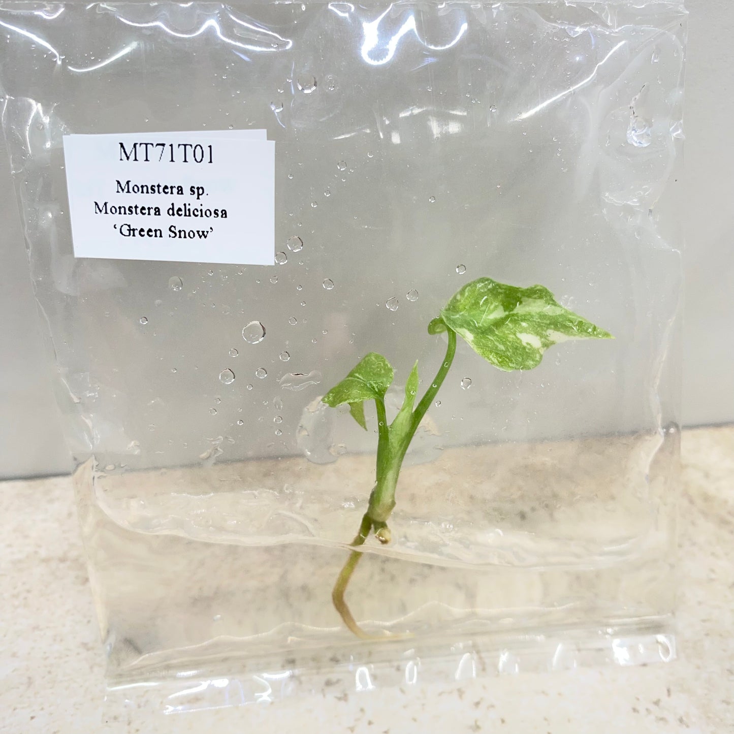 Monstera Green Snow - Tissue Culture - Available Now