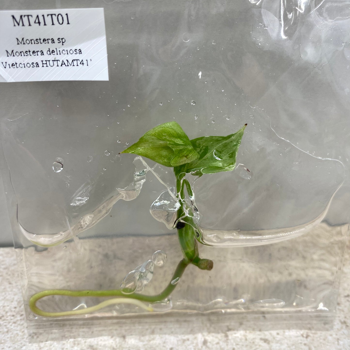 Monstera Deliciosa Vietciosa - Tissue Culture - Available Now