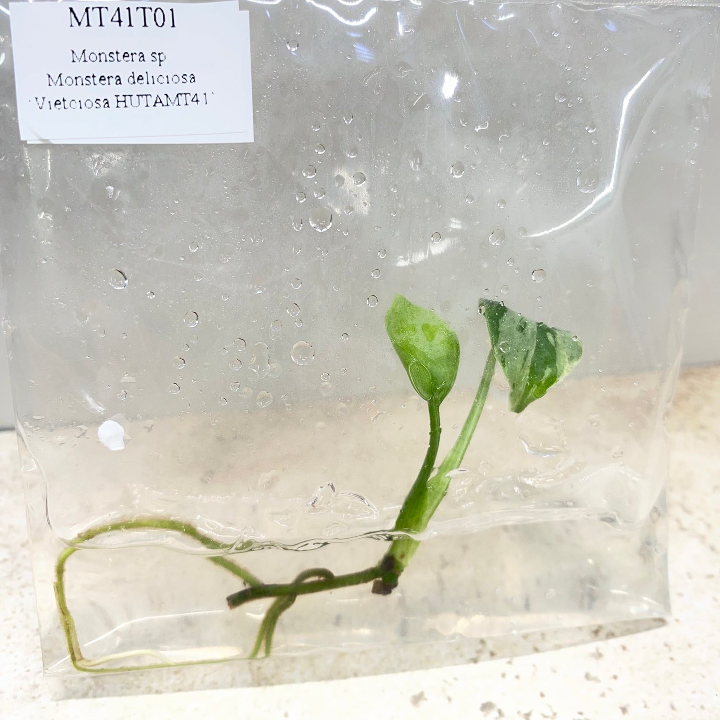 Monstera Deliciosa Vietciosa - Tissue Culture - Available Now